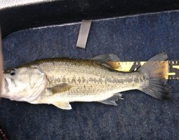 琵琶湖。釣果情報！（やったりましたヨ）　（茨木店）